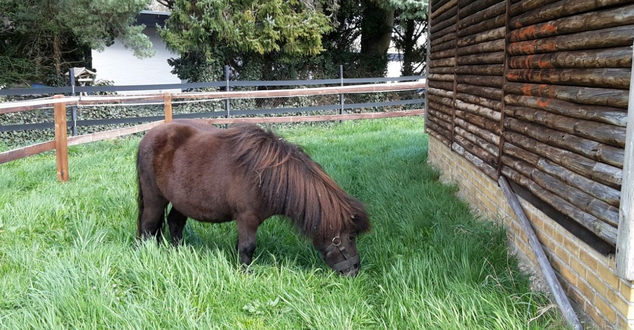 pony-schule-arnum-4